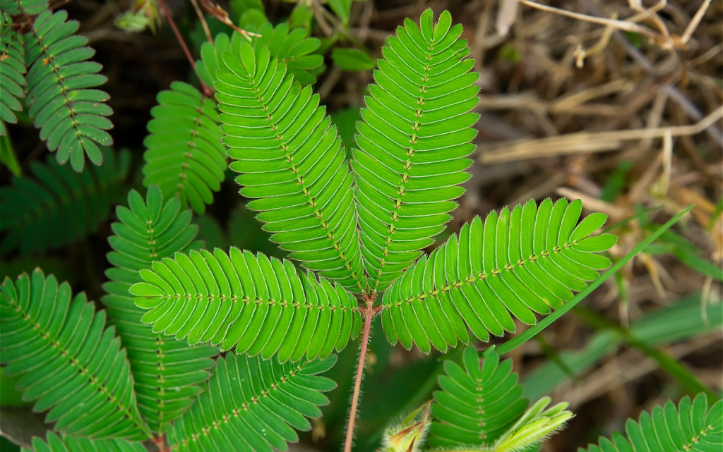 close-up-leaves-of-sensitive-plant-sleepy-plant-o-2026-01-11-10-39-57-utc (1).jpg