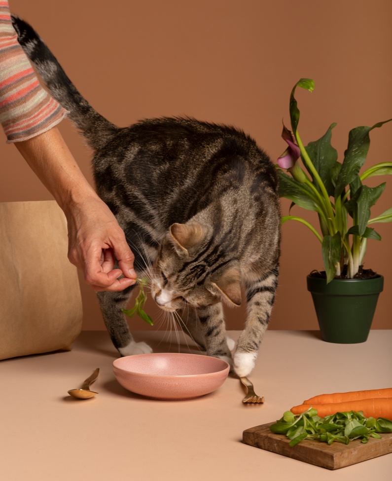 owner-giving-cat-treat (1).jpg