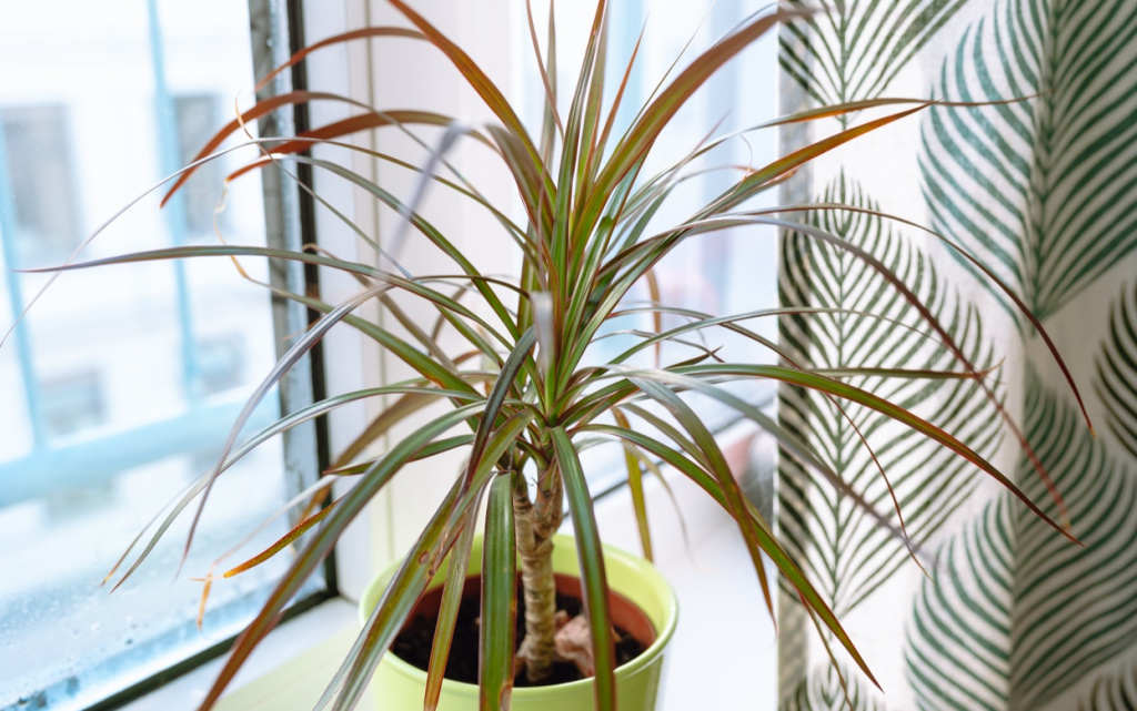 growing-plants-in-flowerpot-on-windowsill-house-2026-03-19-09-29-04-utc (1).jpg