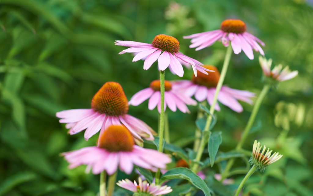 flowers-greeting-the-morning-sunshine-2026-01-09-10-57-17-utc (1).jpg