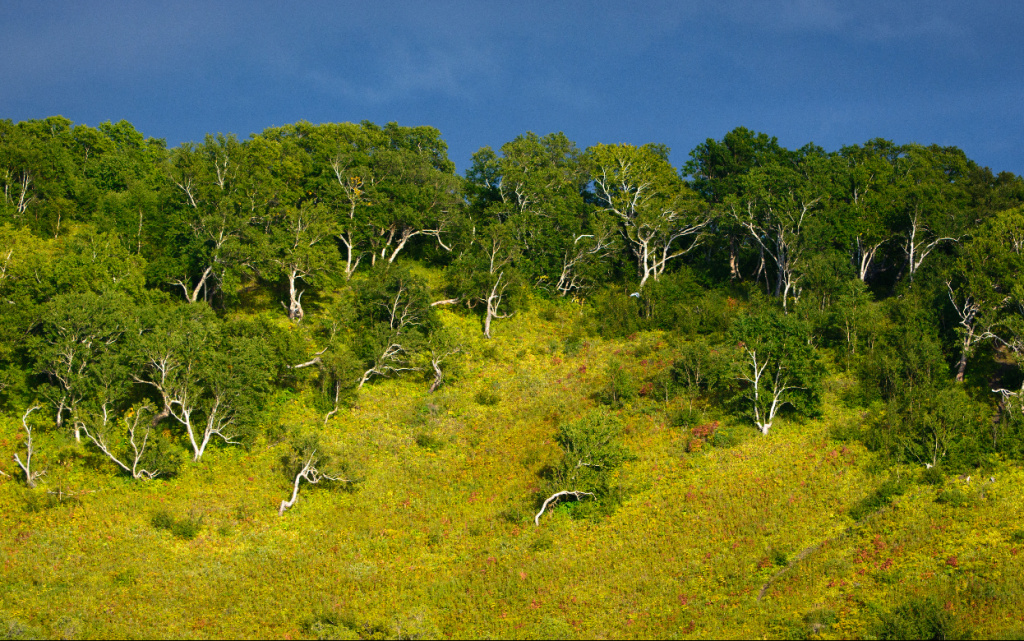 Kamchatka_Erman's_Birch_Forest_(18075840021) (1).jpg