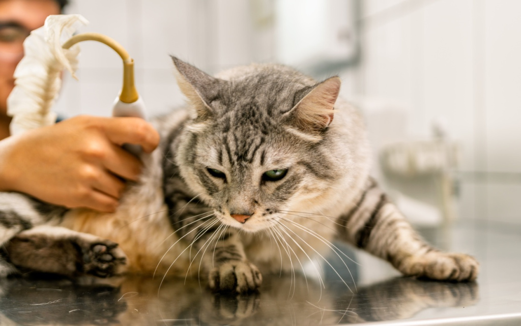 veterinarian-performing-ultrasound-examination-on-2026-01-09-11-57-44-utc (1).jpg