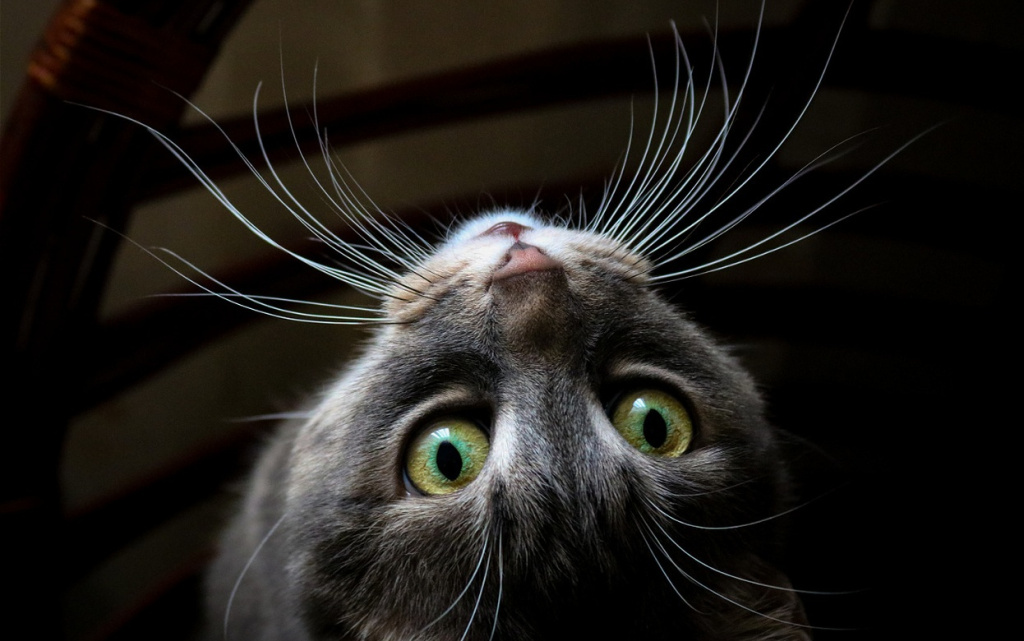 intense-green-eyes-of-a-cat-looking-up-2026-03-20-01-00-19-utc (1).jpg