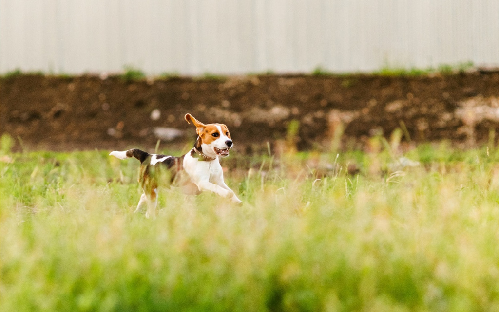young-beagle-puppy-running-in-a-green-field-and-pl-2026-03-25-06-33-54-utc (1).jpg