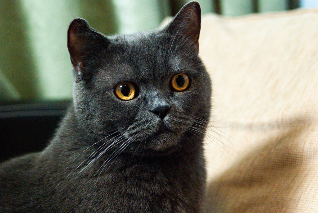 elegant-grey-cat-sitting-on-neutral-colored-couch-2026-09-22-23-51-24-utc.jpg