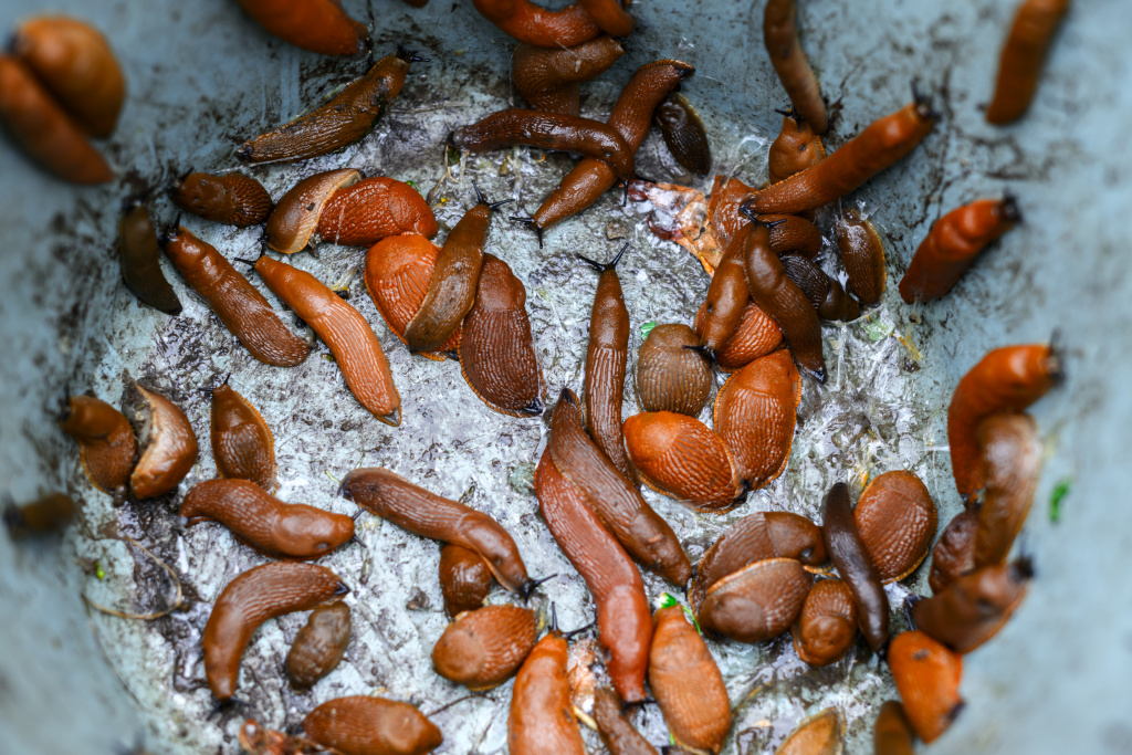 many-orange-slugs-arion-vulgaris-collected-in-a-bu-2026-03-24-05-20-09-utc.jpg