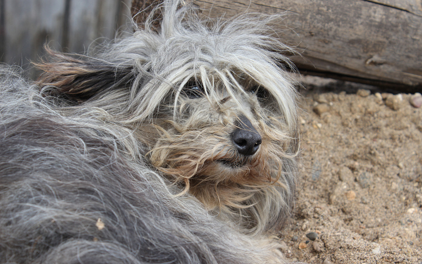 Неагрессивных животных после стерилизации и вакцинации отпускают в привычную среду обитания. Фото: Сергей Грачев