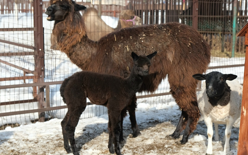 Фото: пресс-служба Государственного зоопарка Удмуртии