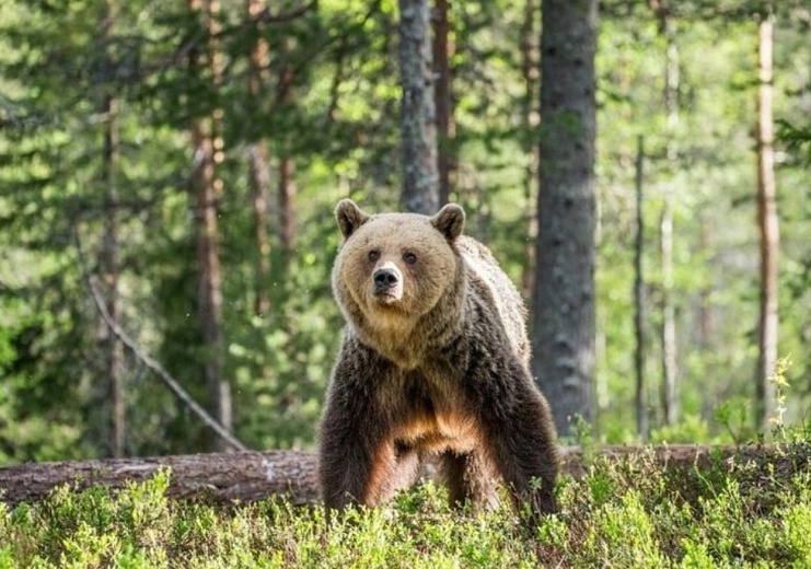 Фото: Главное управление ветеринарии Удмуртии