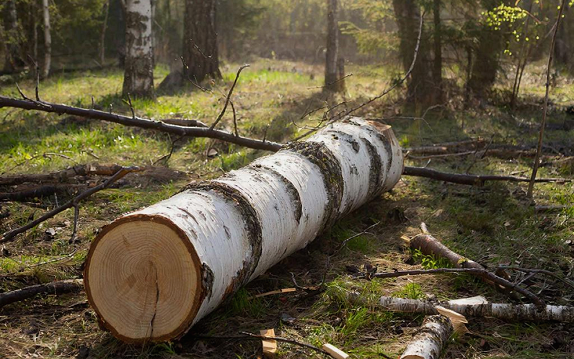 Фото: Нейросеть giga.chat