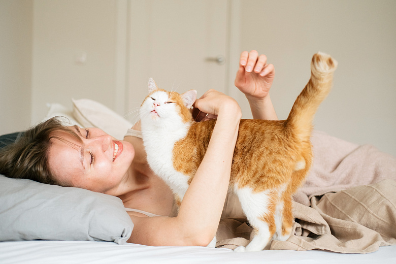 На каких покупках для кошки можно сэкономить? Фото: envato elements.