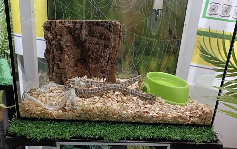 Фото: пресс-служба Управления Россельхознадзора по Кировской области, Удмуртии и Пермскому краю