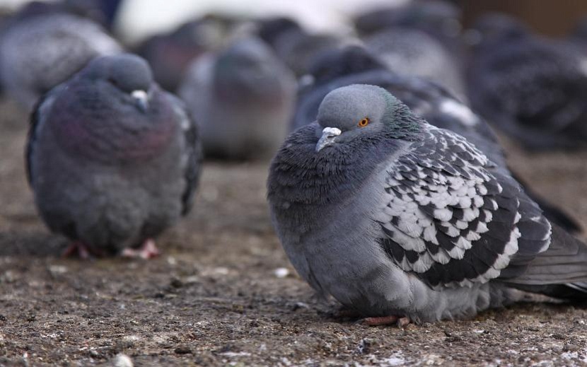 архив редакции