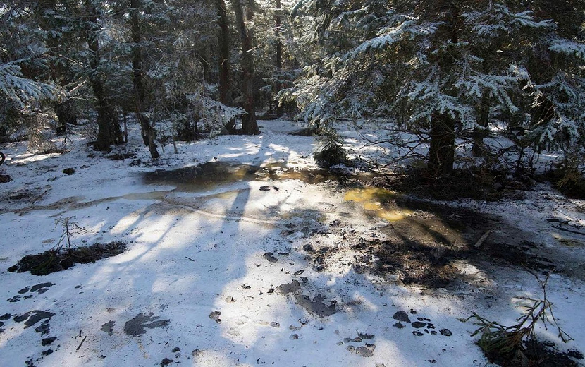 Фото: нейросеть