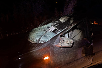 Два человека пострадали из-за выбежавшего на дорогу лося в Удмуртии