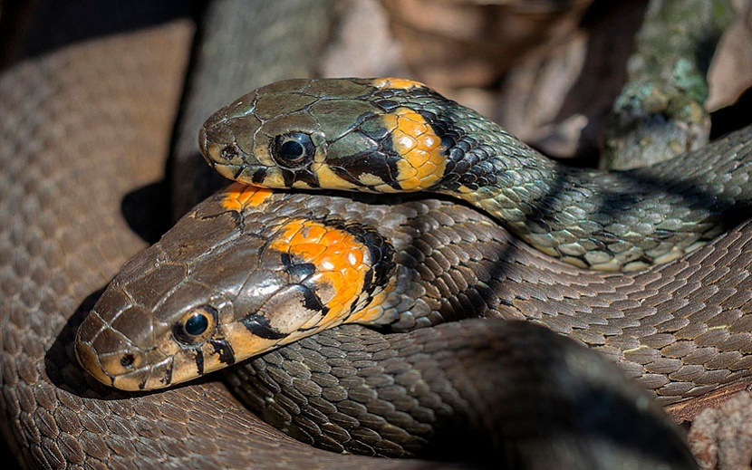 В Удмуртии уже проснулись змеи. Фото: pixabay.com