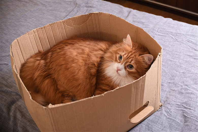 Почему кошки так любят коробки? Фото: envato elements. 