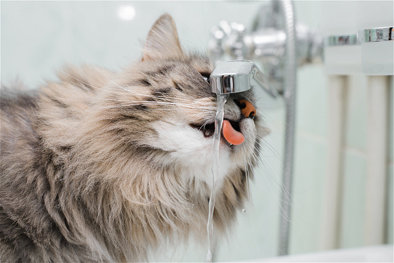 Как сделать так, чтобы кошка пила больше воды. Фото: envato elements. 