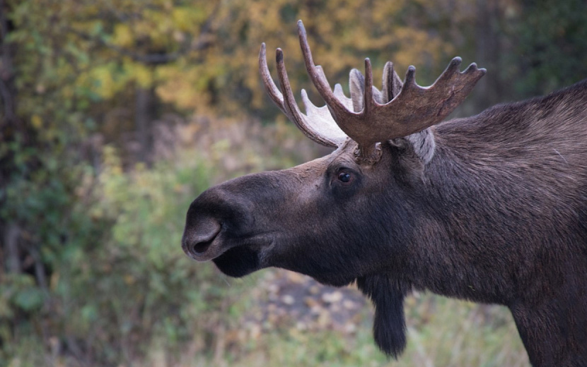 Участок дороги «Ижевск-Воткинск» обезопасят от миграции лосей с помощью ограждений.