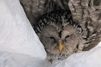 Сова застряла в вентиляции детского сада в Ижевске