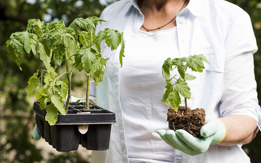 Фото: freepik.com