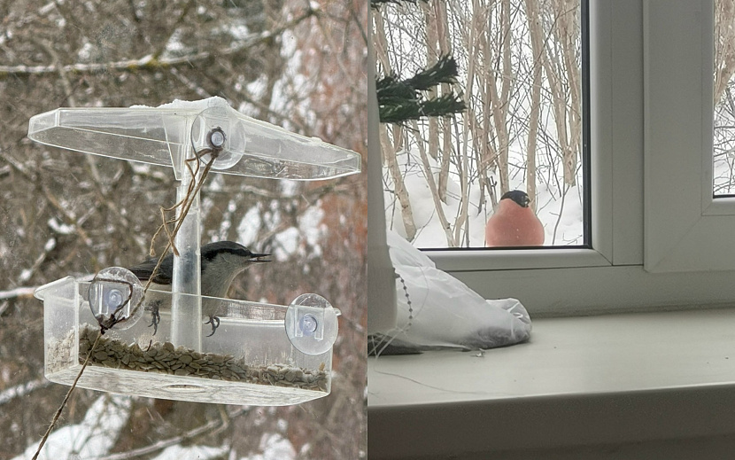 Кто прилетает зимой к кормушкам жителей Ижевска?