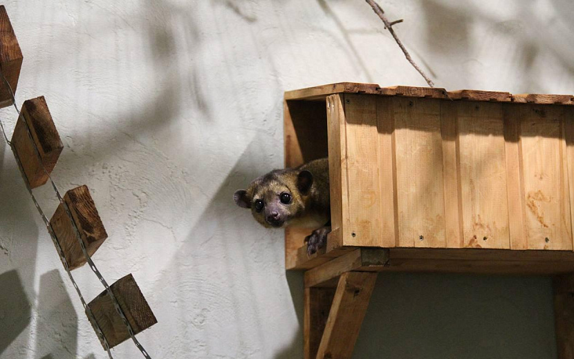 Фото: пресс-служба Государственного зоопарка Удмуртии