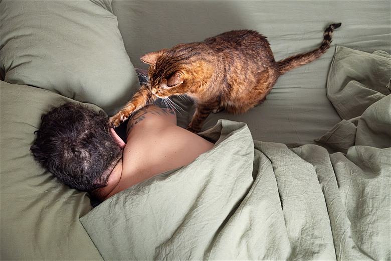 Почему кошка будит по ночам? Фото: envato elements. 