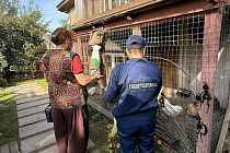 Главные новости Ижевска на 3 сентября: гибель животных и планы на садик