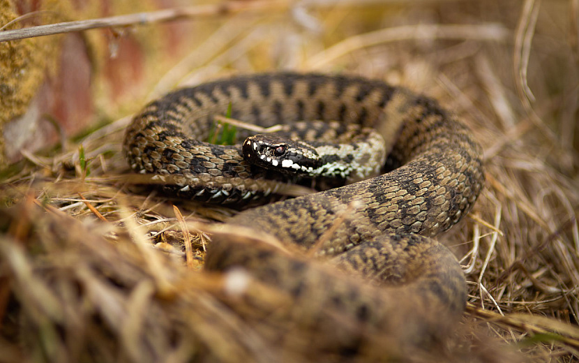 Фото: envato.com
