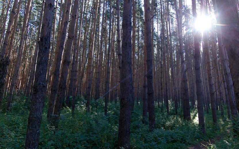 лес лето арх