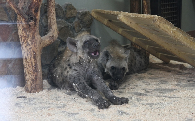 Фото: пресс-служба Государственного зоопарка Удмуртии