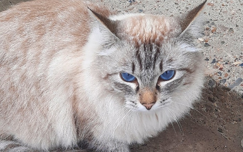 Валет. Фото: котофонд «Спасем вместе»