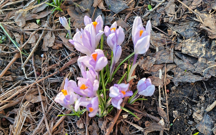 Вот такие крокусы радуют горожан. Фото: Ксения Аксенова