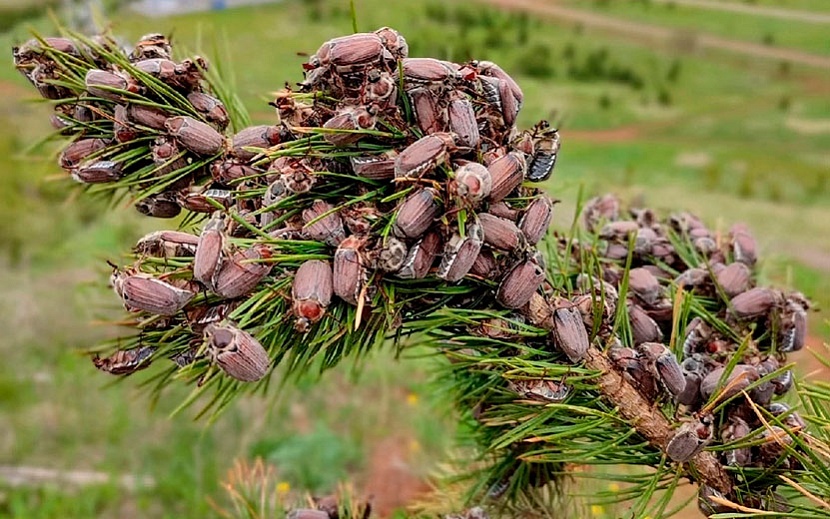 Скопление майских жуков на сосне. Фото: Фидаиль