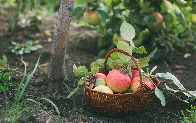 Яблочный спас – один из трех больших христианских праздников, во время которых верующие освящают новый урожай