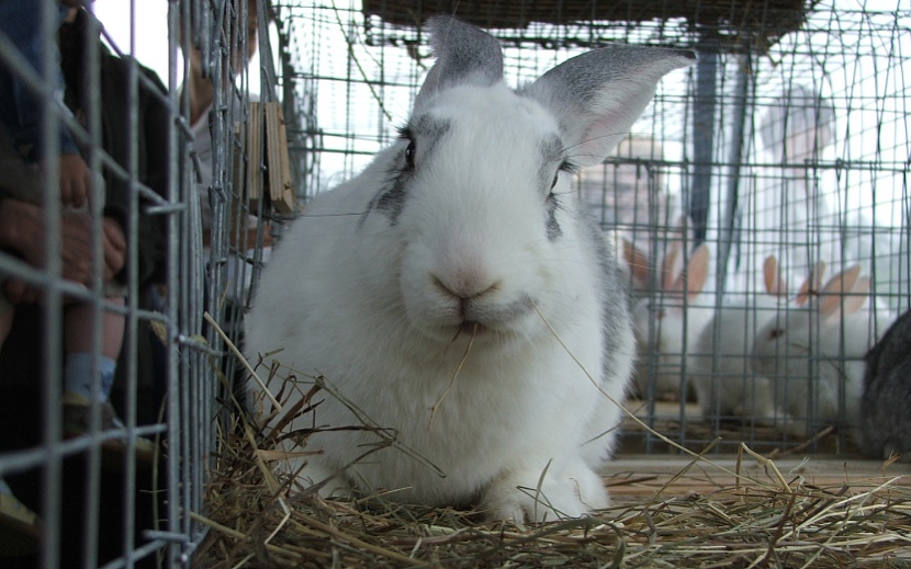 Одно из перспективных экспортных направлений - производство крольчатины. Фото: архив редакции.