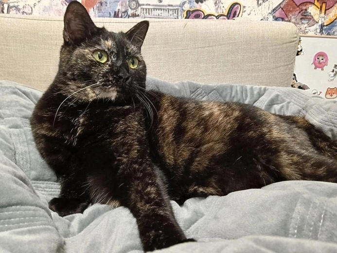 Красотка Валли ищет дом. Фото: котофонд 