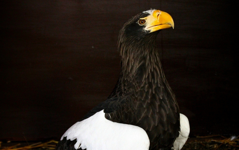 Фото: пресс-служба Государственного зоопарка Удмуртии