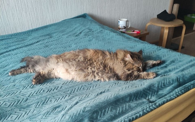 Кит-Кат — последняя кошка из 13. Фото: Дмитрий Целоусов