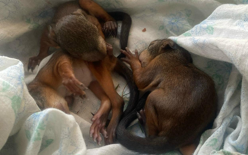 Фото: vk.com/parkiizhevska