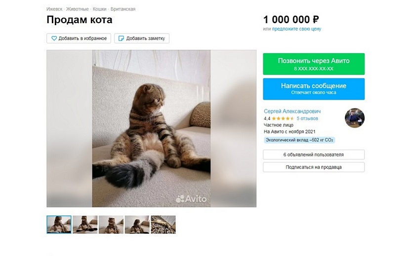 Кот за миллион явно знает себе цену Фото: объявление