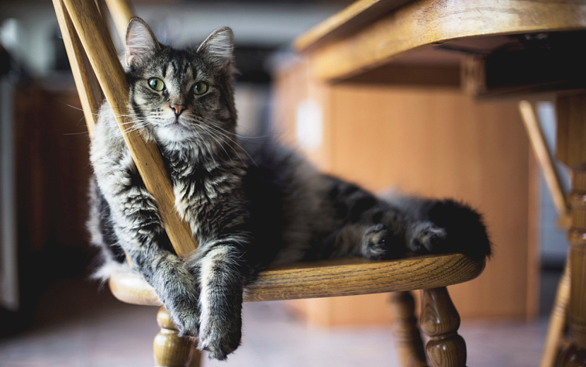 Как сделать среду обитания кошки комфортной для ее психики. Фото: Freepik. 