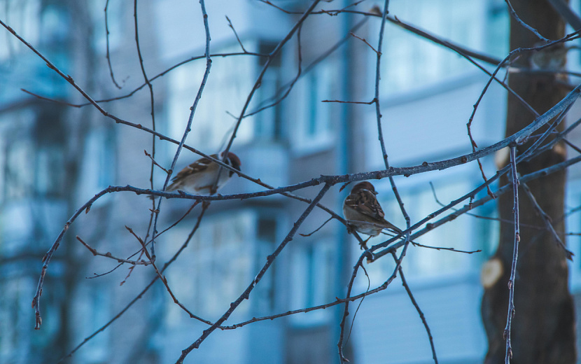 На будущей неделе в Ижевске ожидаются небольшие дожди. Фото: Данил Иванов