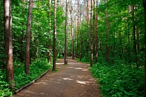 Подрядчика для благоустройства леса на Ворошилова нашли в Ижевске