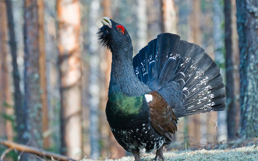 Фото: Вячеслав Ложкин, 
