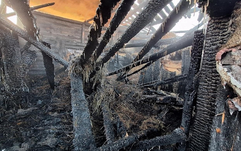 Фото: vk.com/eddsshark