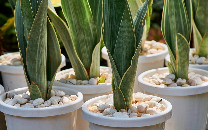 Сансевиерия или щучий хвост - один из неприхотливых зеленых приятелей. Фото: envato