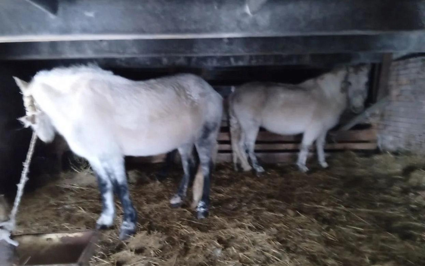 Фото: vk.com/vetuprur