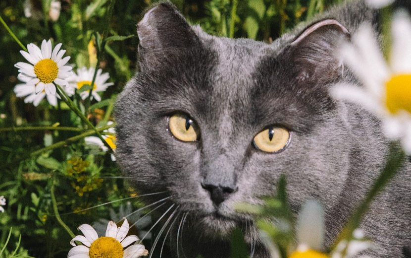 Удивительная история уличного кота. Фото: Алевтина Блинова